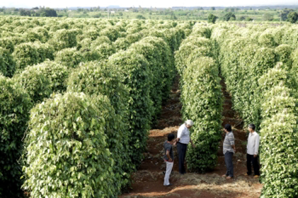 Trồng và chăm sóc cây Hồ Tiêu